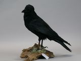a black bird sitting on top of a piece of wood