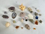 tout un tas de coquillages de toutes sortes sur la table