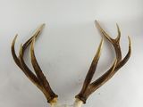 une image représentant la tête d'un cerf avec ses bois, sur fond blanc