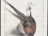 Photo 3/6 du lot