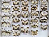 de nombreux types de papillons différents présentés dans une vitrine