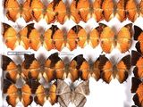 many orange and black butterflies on display in a white frame