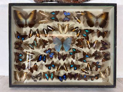 de nombreux papillons exposés dans une boîte-cadre