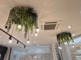 de nombreuses plantes suspendues au plafond de ce restaurant