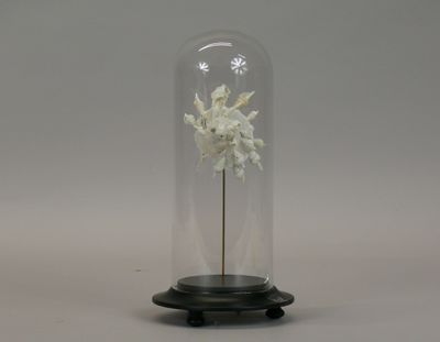 a glass dome with a white flower inside of it
