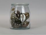 a glass jar with shells in it on a white surface