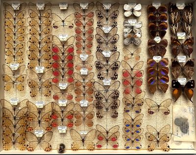 many different types of butterflies on display in a display case