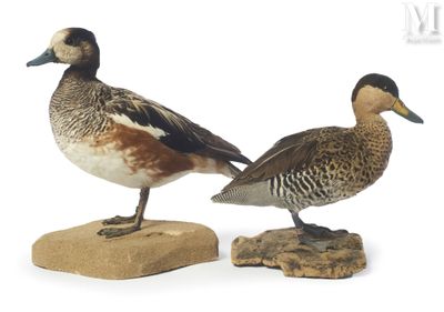 two ducks that are standing on a rock