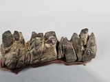 an image of a piece of drift wood on a white surface