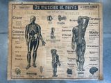 une vieille affiche représentant le squelette et les muscles d'un homme