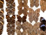 many different types of butterflies displayed in a box
