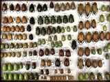 many different types of beetles on display in a display case