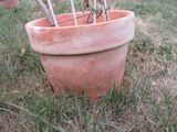 une plante qui pousse dans un pot posé dans l'herbe