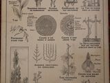 many different types of plants and animals in this picture