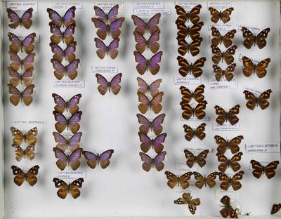 de nombreux types de papillons différents présentés dans une vitrine
