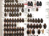 a lot of bugs that are on the wall in the room
