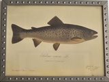 an antique fish print of a brown trout in a silver frame