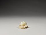 un gros plan d'un escargot sur une surface blanche, avec un fond noir