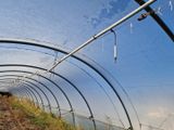 un tunnel dans lequel poussent plein de plantes