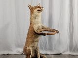 un chat debout sur ses pattes arrière, perché sur un tabouret