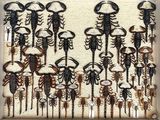 a picture of a picture of a picture of a group of scorpions