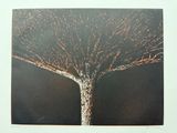 une photo d'une photo d'un arbre sans feuilles