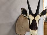 a antelope head mounted on the wall of a room