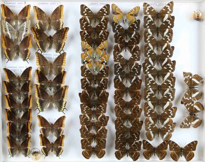 de nombreux types de papillons différents présentés dans une vitrine
