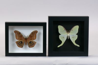 two framed butterflies that are sitting in a shadow box