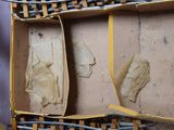 a box with a bunch of nails inside of it