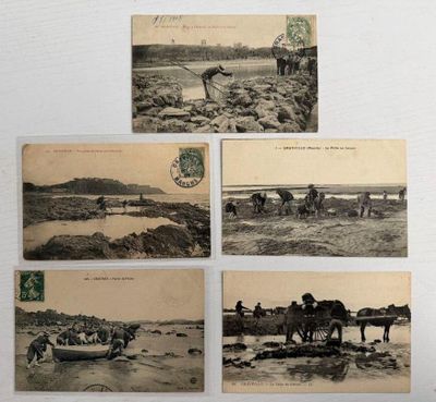 quelques vieilles cartes postales représentant des personnes et des animaux sur une plage