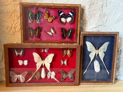 trois papillons encadrés, posés les uns à côté des autres sur une étagère