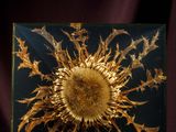 a picture of a golden sunflower on a black background