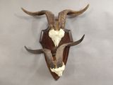 an antelope head mounted on a wall with a white background