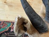 a antelope with large horns on a rug