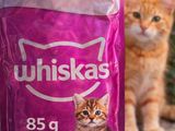 two cats standing next to a bag of cat food