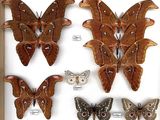 quatre papillons de nuit dans un cadre en bois posé sur une surface blanche