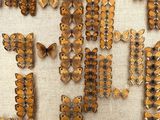 a lot of butterflies that are on display on the wall