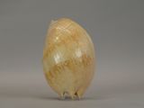 a shell shaped object that is sitting on a table