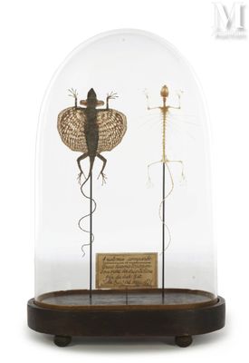 a glass clochet with a bug inside of it
