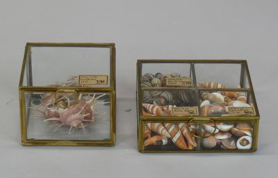 two glass boxes with shells inside of them on a table