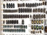 a lot of beetles on display in a white frame