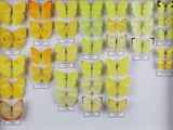 de nombreux types de papillons différents présentés dans une vitrine