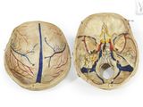 an image of a model of a human brain and a model of a human brain
