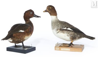deux canards posés sur un socle en bois, sur fond blanc
