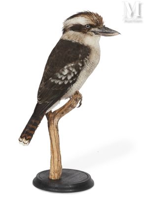 a bird that is sitting on top of a wooden stick