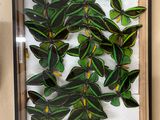 many green and yellow butterflies in a wooden frame