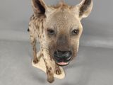 a hyena that is standing up in the room