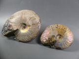 pair of ammonet shells on a gray background