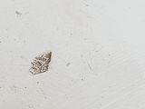 a small insect that is sitting on the floor